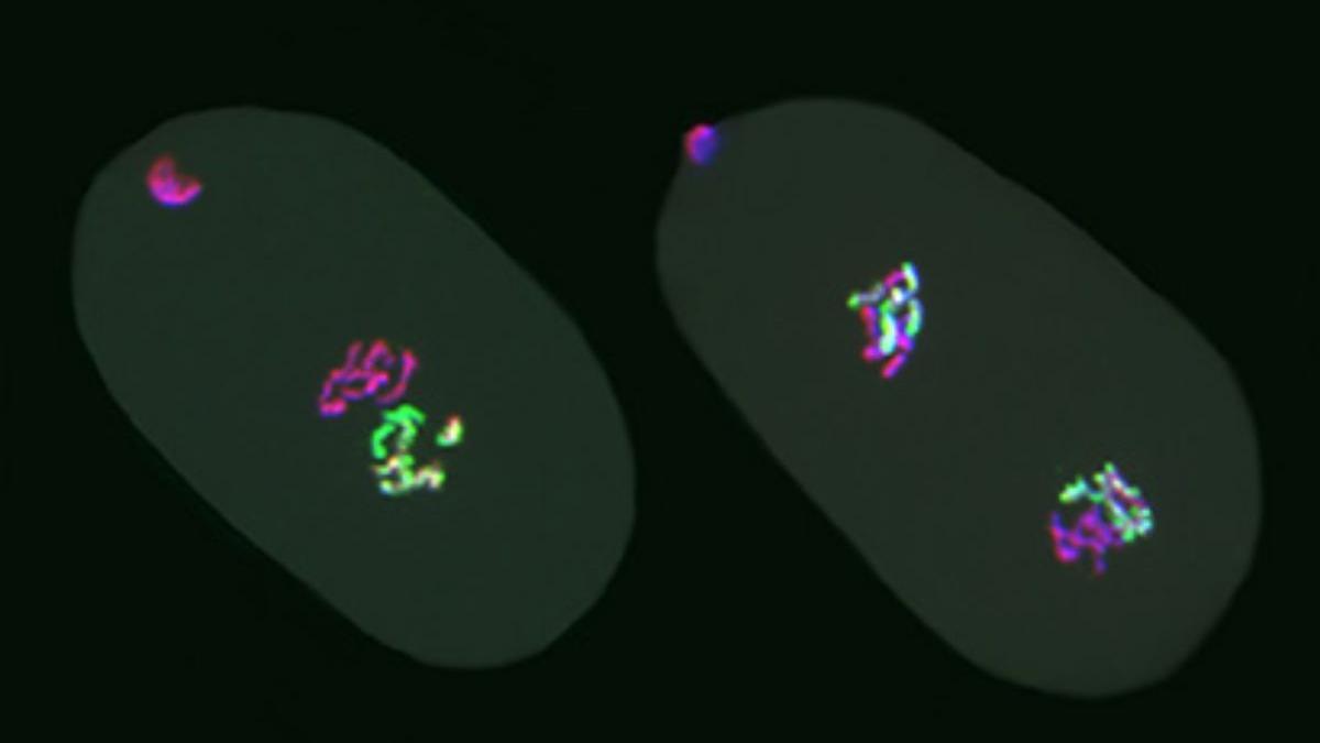 En un estudio de herencia epigenética, los investigadores crearon embriones del gusano C. elegans que heredaron distintos cromosomas. Las características heredadas lograron mantenerse por tres generaciones: es probable que esta condición también puede probarse en algún momento en el ser humano.