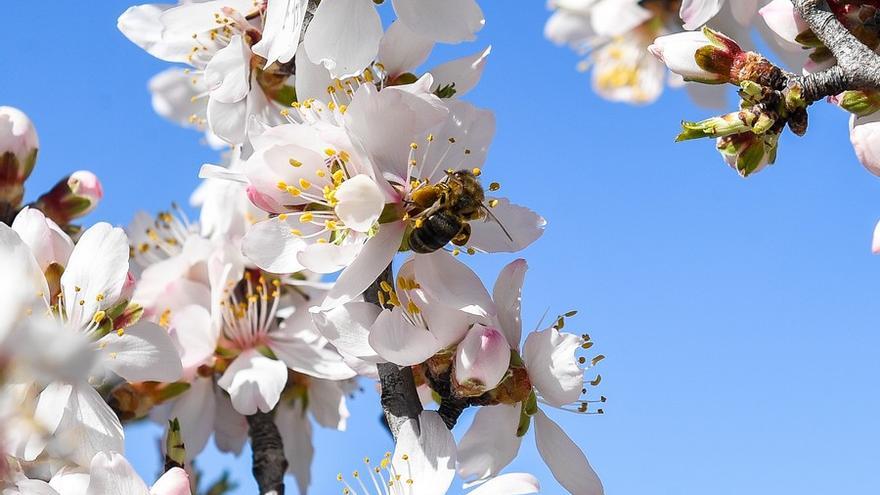 Almendros en flor en la Cumbre de Gran Canaria