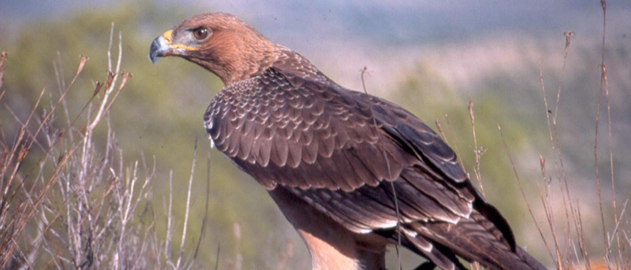 Ejemplar de águila perdicera