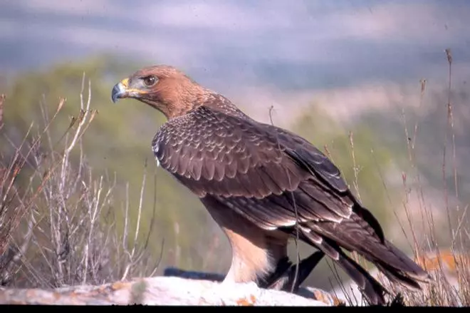 Transición Ecológica declara el águila perdicera como especie en vías de extinción