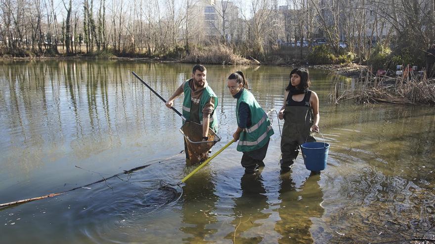 Girona asseca una bassa de les hortes de Santa Eugènia per eliminar les espècies invasores que hi habiten