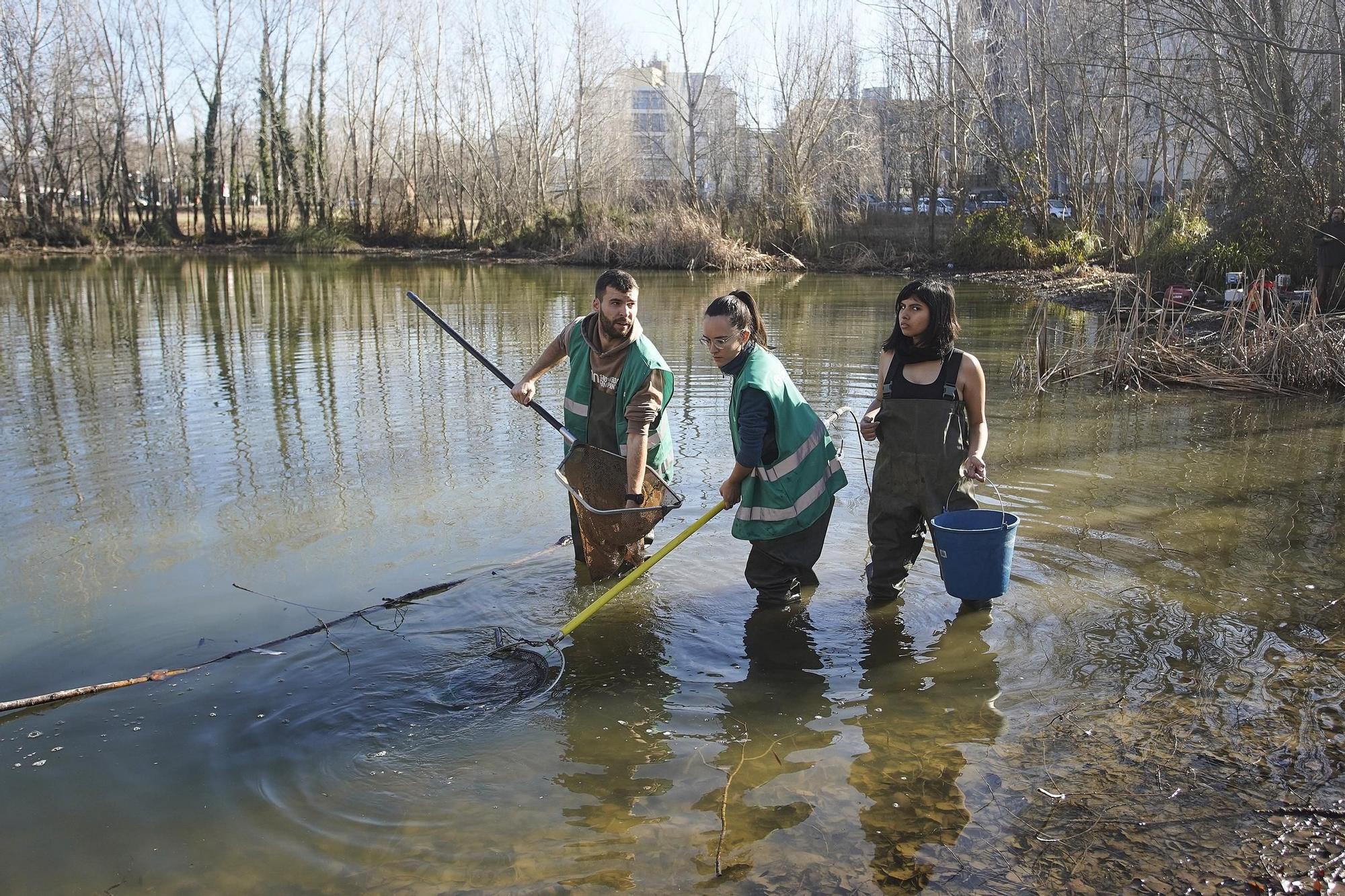 Girona asseca una bassa de les hortes de Santa Eugènia per eliminar les espècies invasores que hi habiten