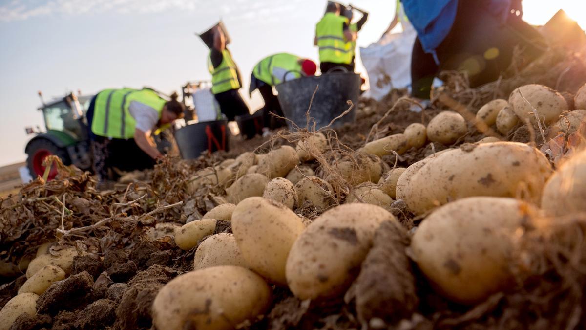 Patatas en el campo.