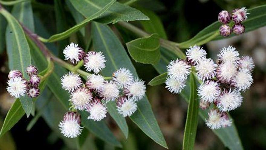 Baccharis Salicifolia. // calscape.org