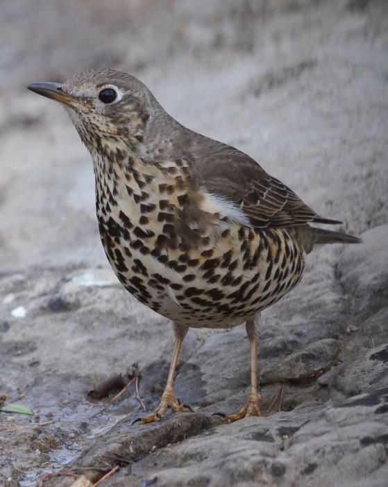 Vögel auf Mallorca