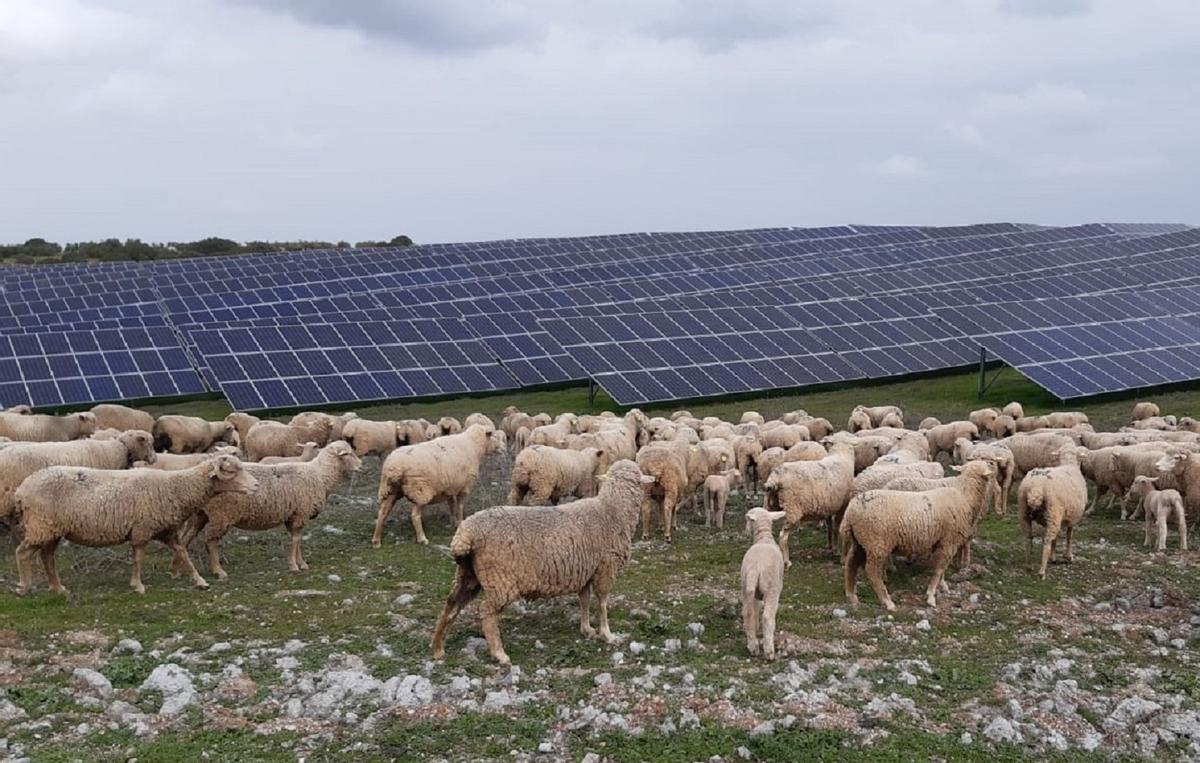 Ovejas en la planta fotovoltaica Núñez de Balboa III (Extremadura)
