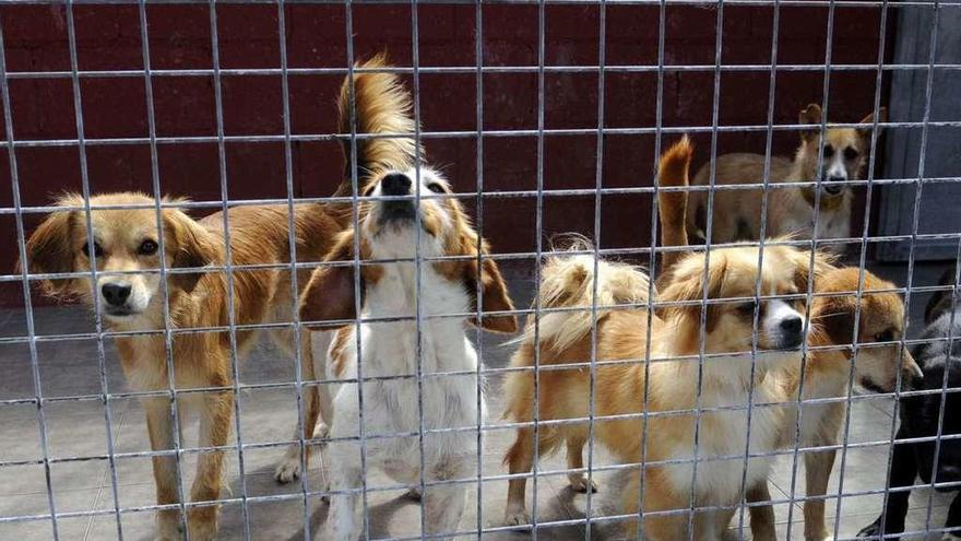 Perros acogidos en una protectora de animales.