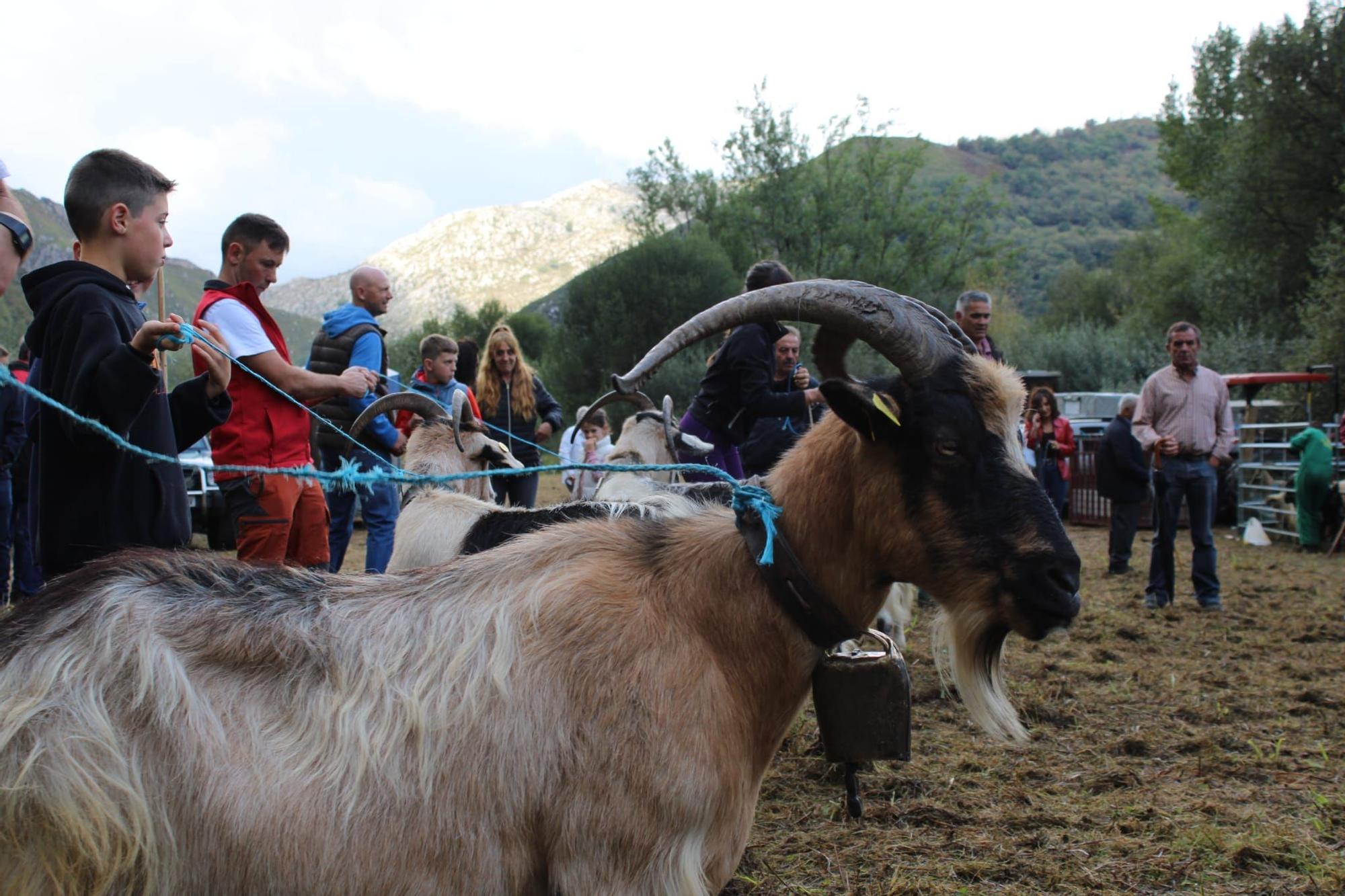 La feria de ganado de Sobrescobio vuelve con 536 animales tras dos años de parón por la pandemia