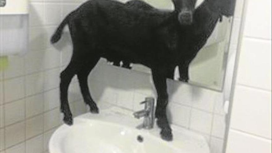 Una cabra se cuela en urgencias del hospital la fe