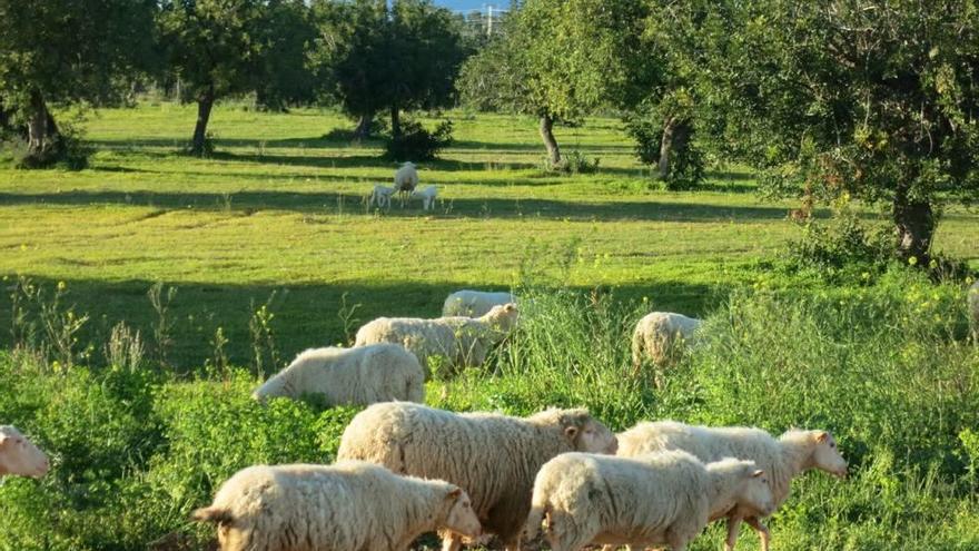 Concurso de fotografía de la Fira d&#039;Oví en Calvià