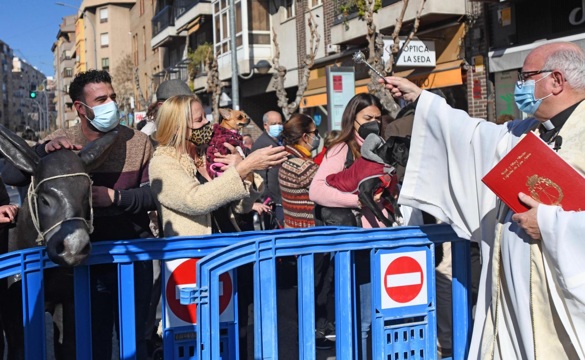 Las mascotas reciben su bendición por San Antón en Murcia (II)