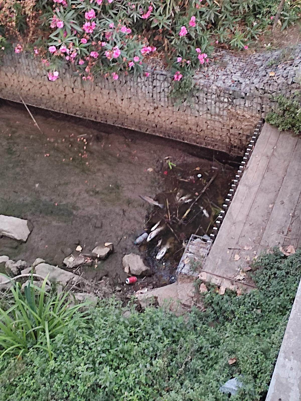 Peces muertos en el Rec Comtal, a la altura del barrio de Can Sant Joan de Montcada i Reixac