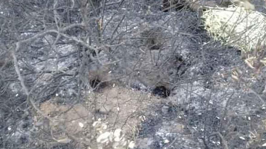 Vivares de conejos quemados por el fuego.