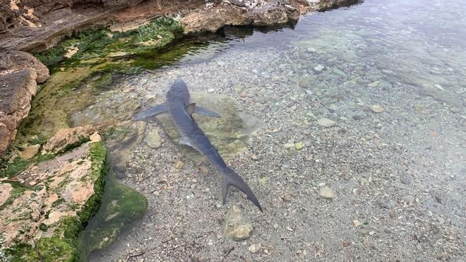 Aparece un tiburón de dos metros en una playa de Ibiza