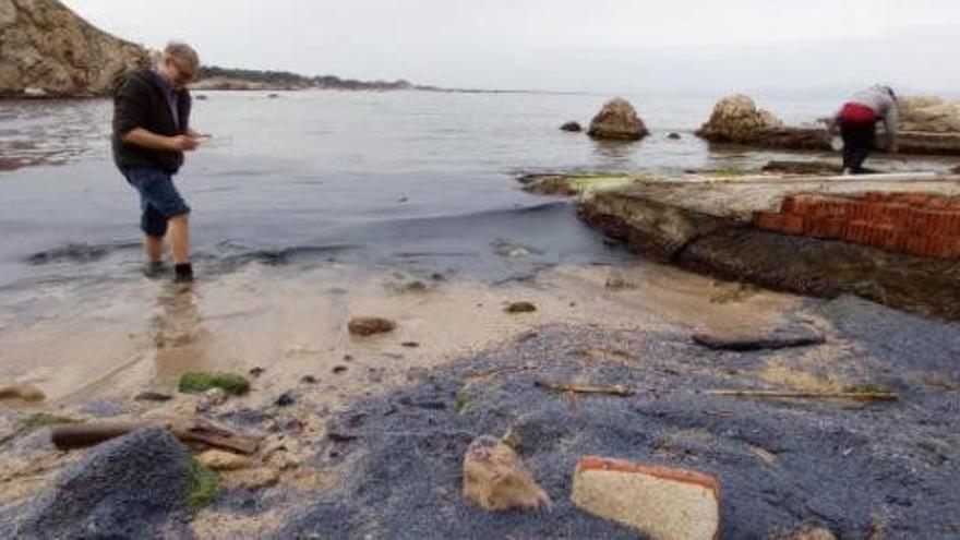 L'onada de petites meduses que han tenyit de blau la riba