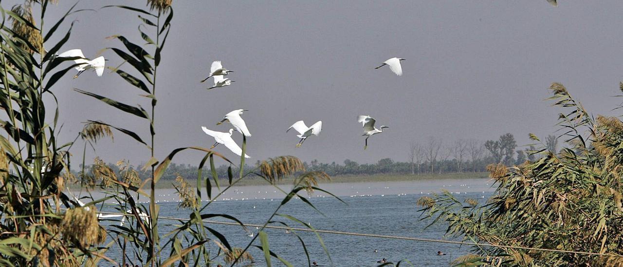 Varias aves sobrevolando el Parque Natural de El Hondo en los últimos tiempos.  | ANTONIO AMORÓS