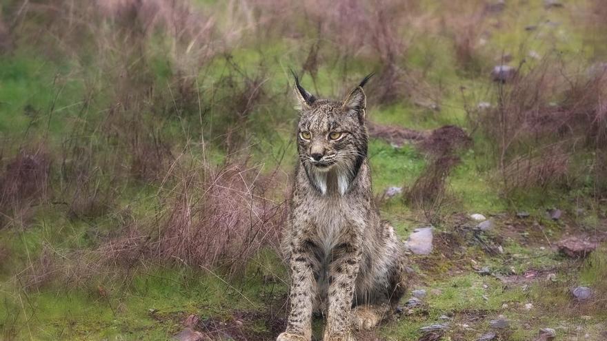 El regreso del lince ibérico impulsa un nuevo turismo en Extremadura: avistamientos en libertad