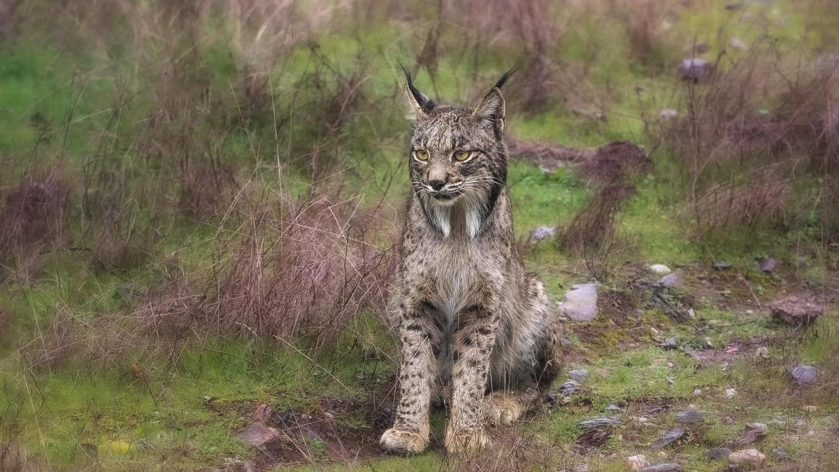 Lince ibérico avistado en el Valle del Matachel