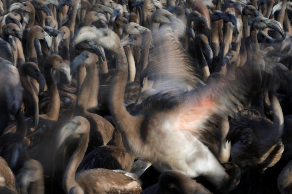 Flamingo chicks are seen in a corral before ...