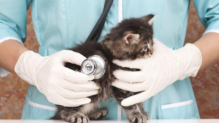 El abandono de animales puede suponer un problema de salud.