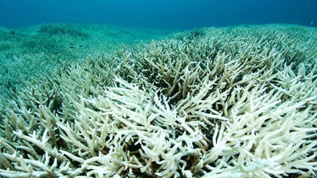Los corales se ven afectados por la desoxigenación de los océanos.