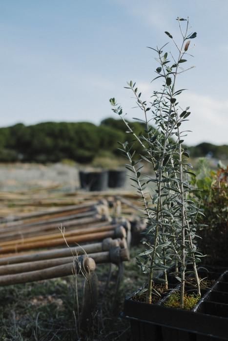 Plantación de especies autóctonas de alumnos del IES Mare Nostrum el día del arbol en el parque natural de las lagunas