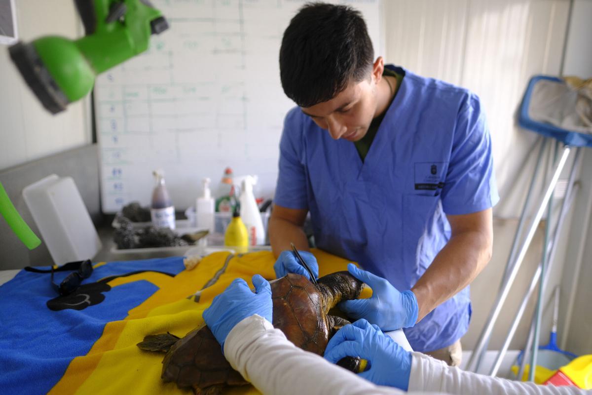 Reportaje centro de recuperación fauna marina de Taliarte, en Telde Reportaje centro de recuperación fauna marina de Taliarte, en Telde