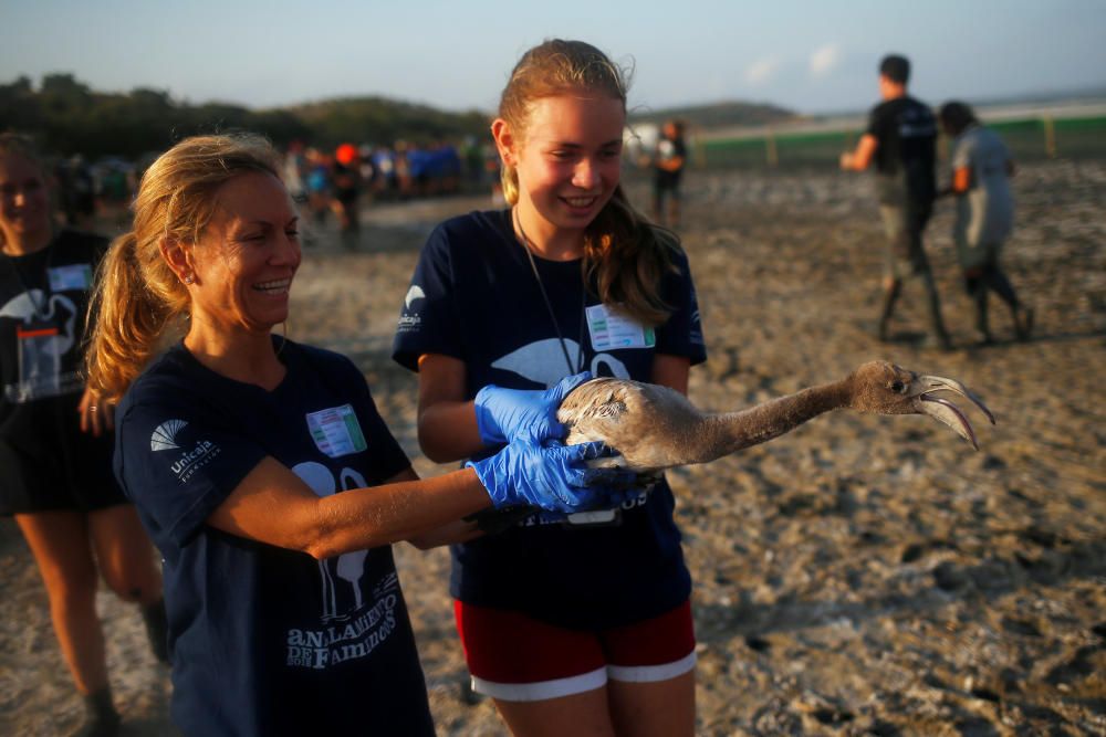 Volunteers hold a flamingo chick before fitting ...