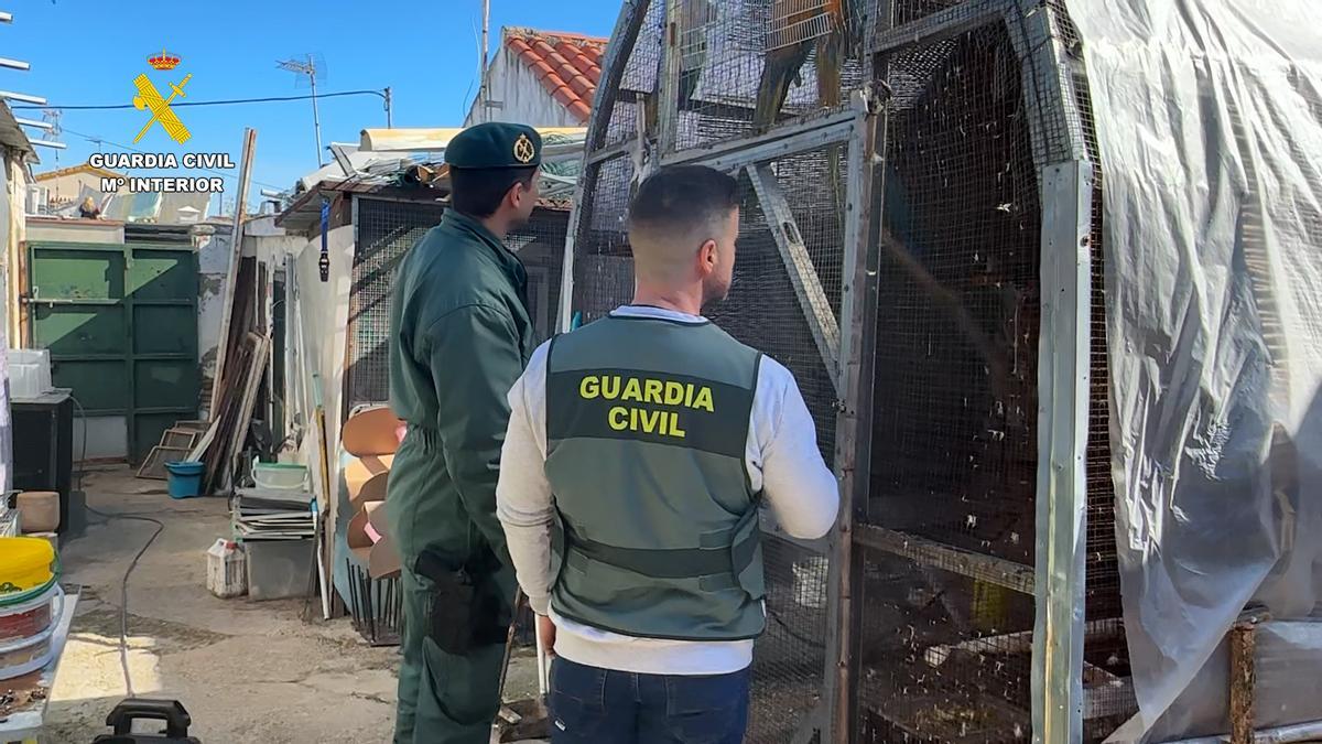 Intervenidos más de 500 ejemplares de aves exóticas protegidas y 70 aves muertas en un congelador en una vivienda de Cádiz