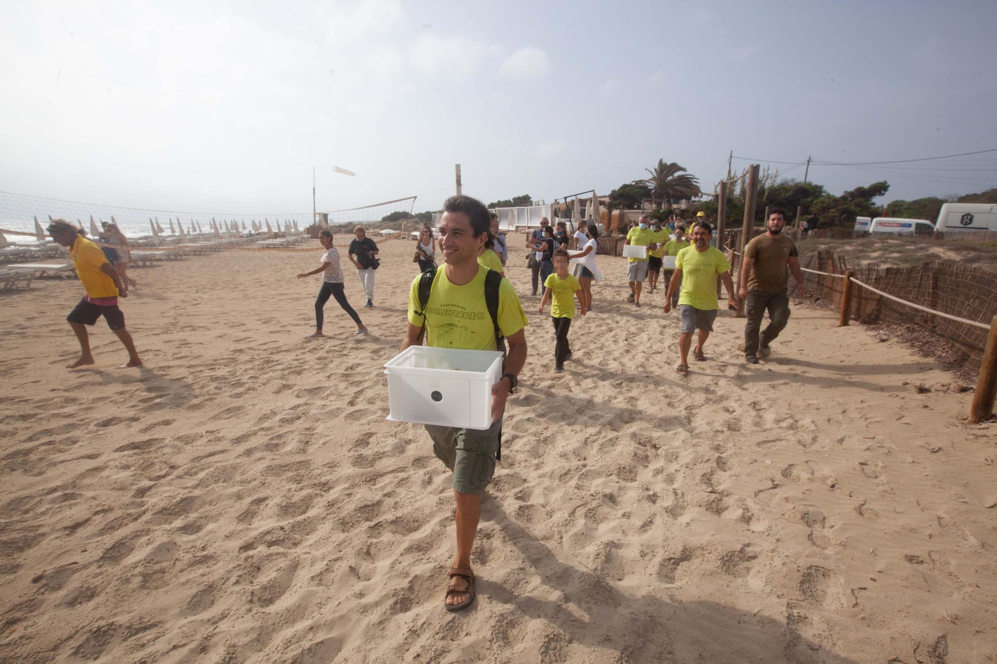 Ponen en libertad a las primeras tortugas nacidas en una playa de Ibiza