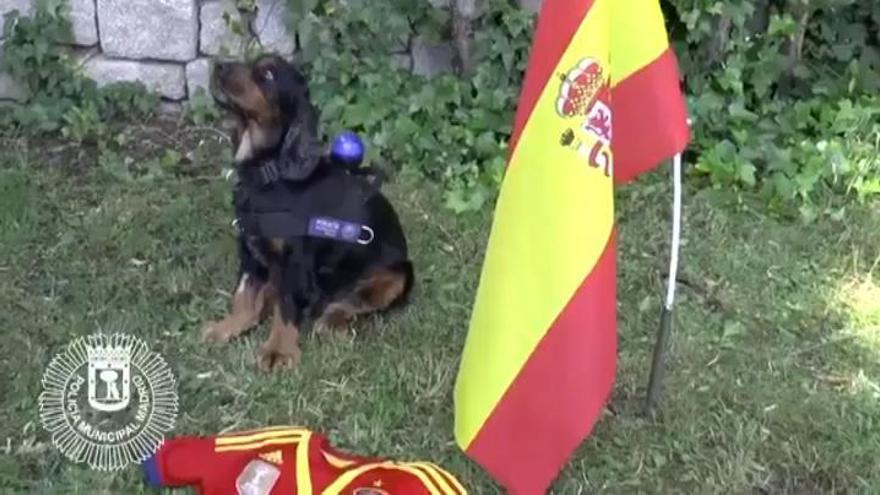 Poncho, el perro que se hizo famoso por intentar reanimar a su instructor, también anima a la selección