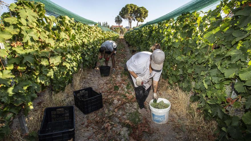 Enólogos y expertos universitarios analizarán los efectos del cambio climático en el viñedo alicantino