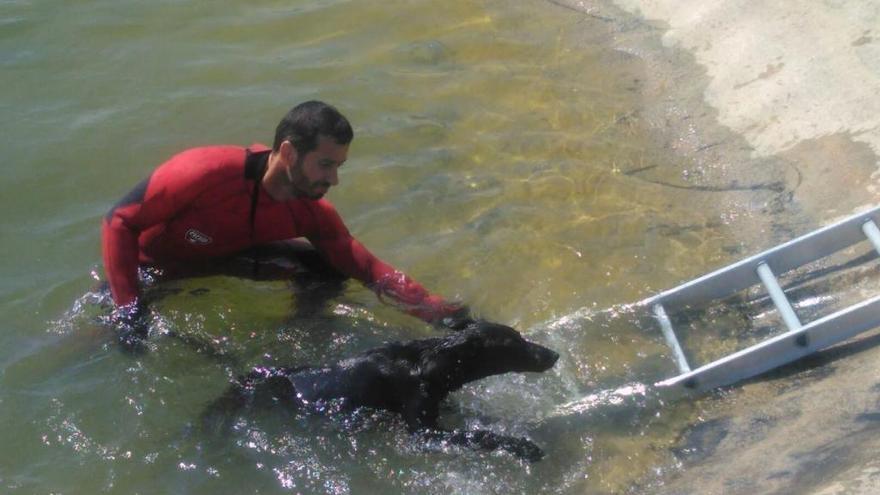 Un bombero rescata al animal.