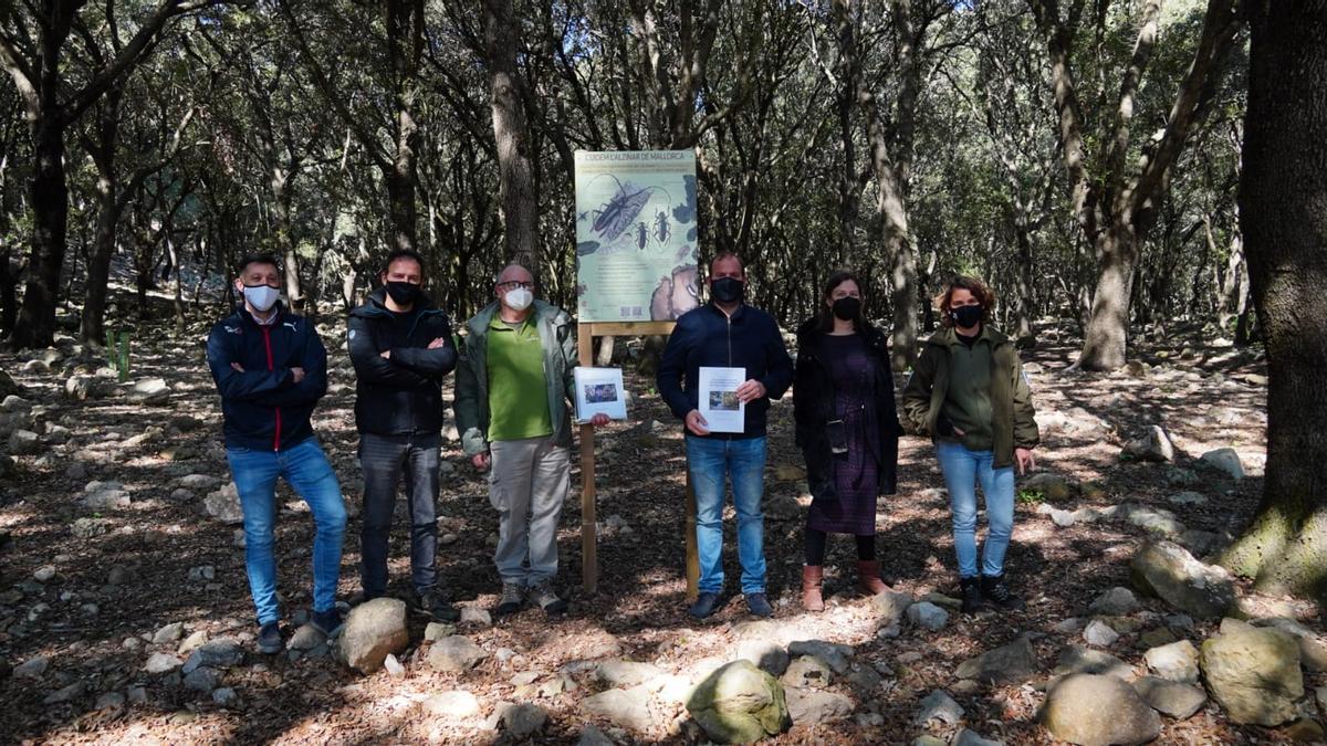 Presentación del proyecto para la conservación de encinares de Mallorca