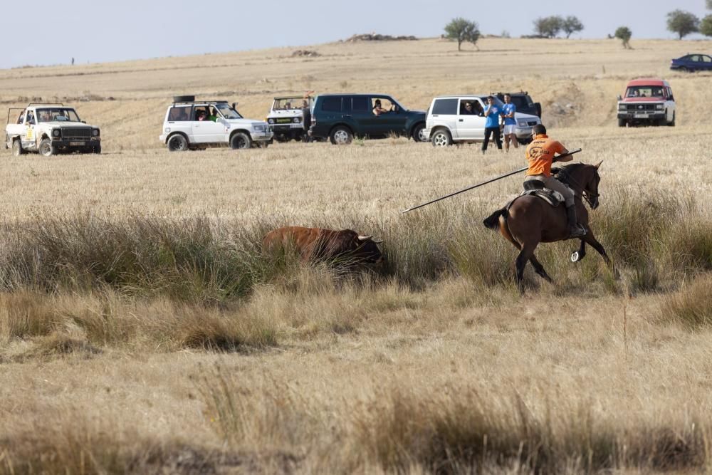 Encierro campero en Pereruela