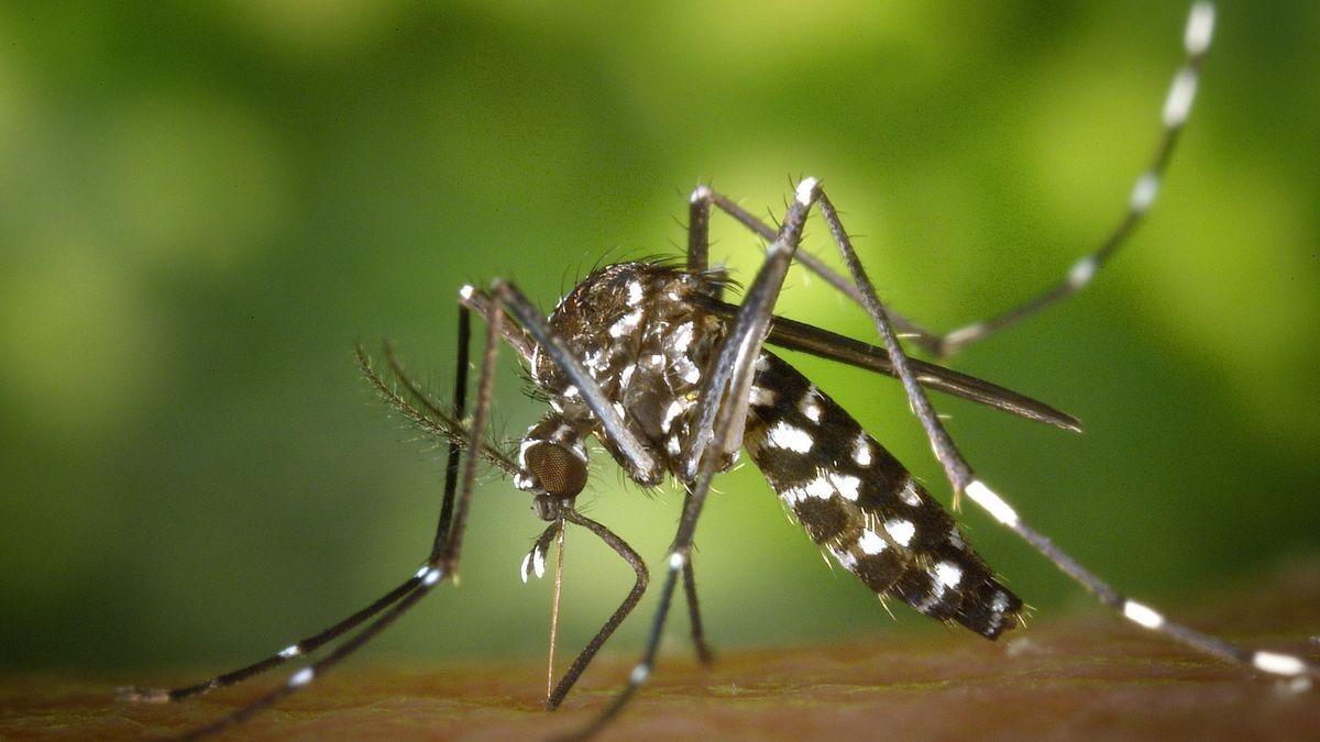 El mosquit del gènere &#039;Culex&#039; va causar la mort a set persones l&#039;estiu passat a Andalusia