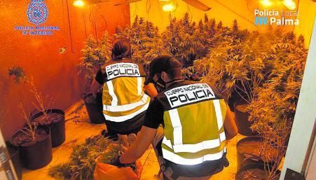 Dos policías en una vivienda de Palma donde había  cientos de plantas. 