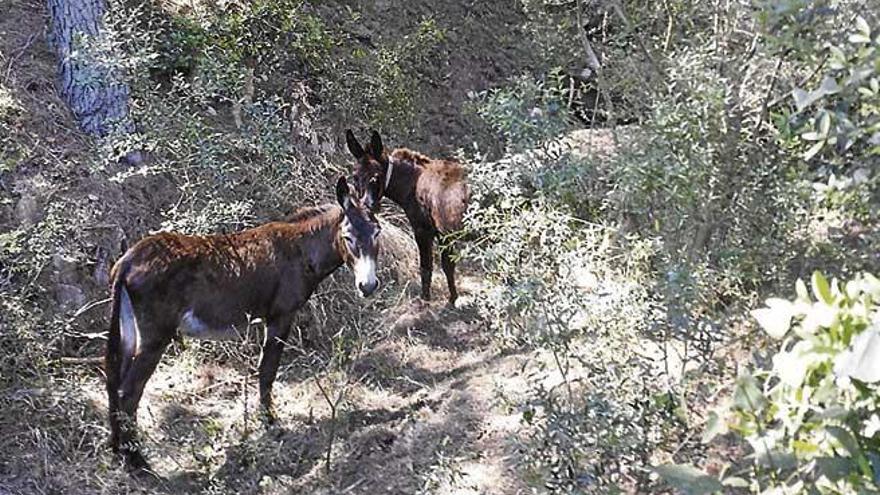 Asnos limpian contra incendios en Capdepera