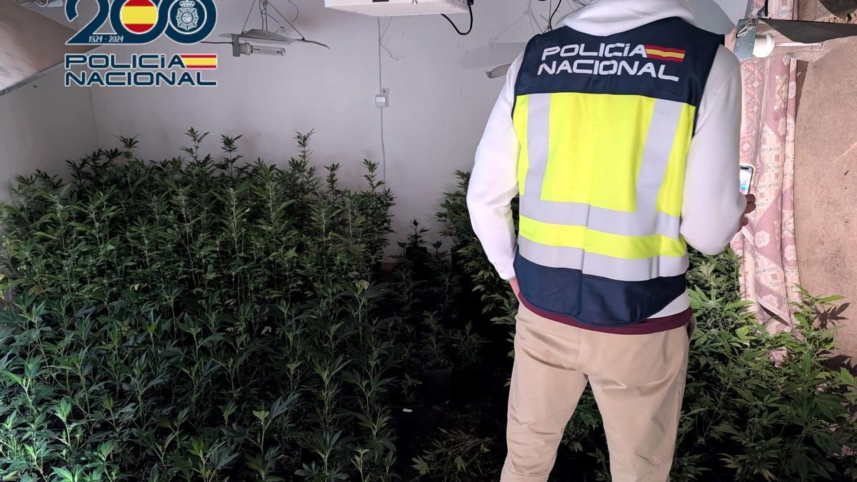 Un agente inspecciona la plantación de marihuana