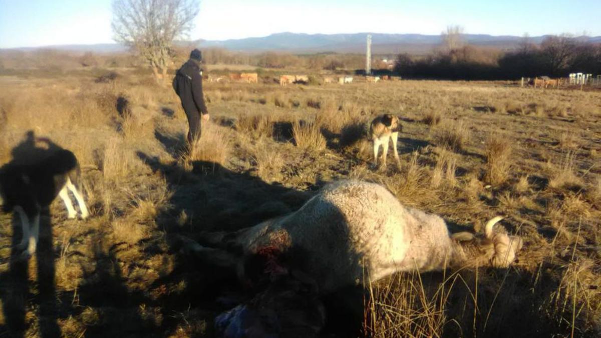 Ganadería atacada por el lobo en Codesal, junto a la Culebra. | A. S.