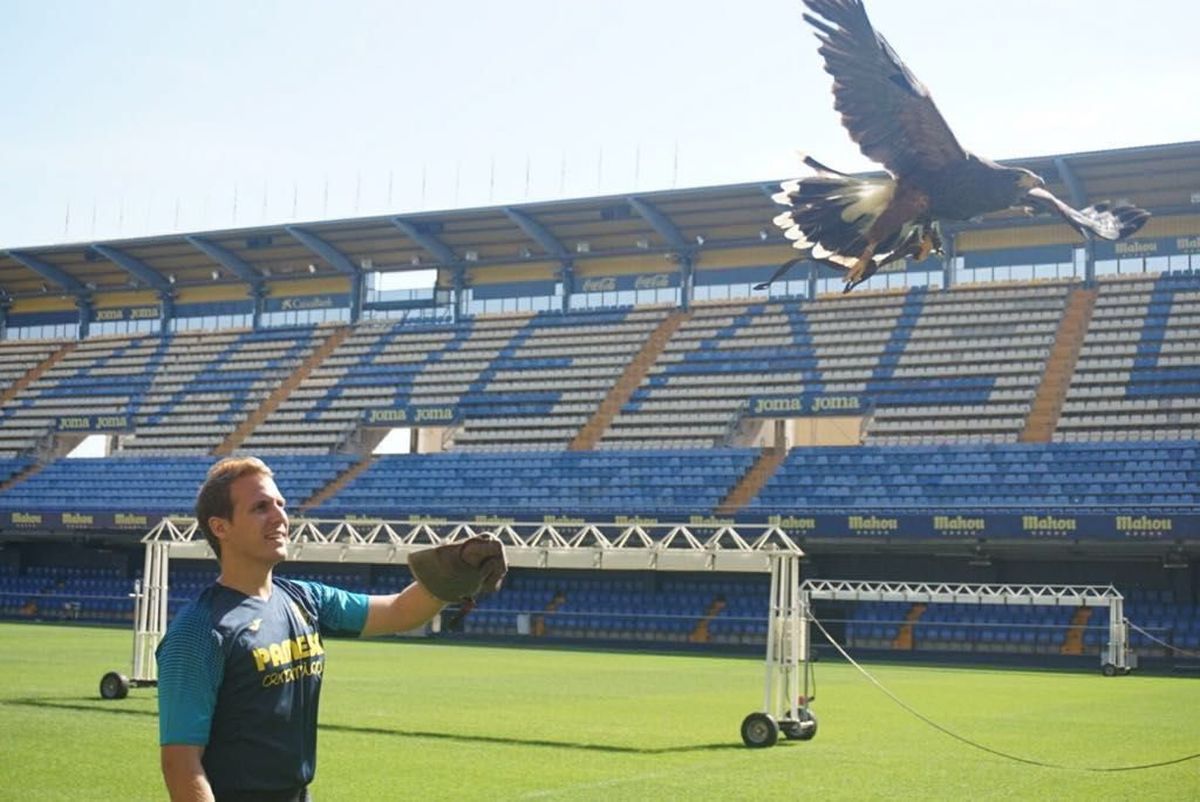 A finales del 2017 ya se utilizaron aves rapaces para espantar a las palomas que anidaban en el Estadio de la Cerámica de Vila-real.