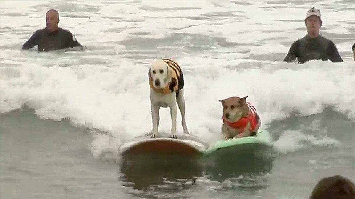 Más de 50 perros se han dado cita el primer sábado de este mes de agosto en el Unleashed Petco Surf Dog Competition.