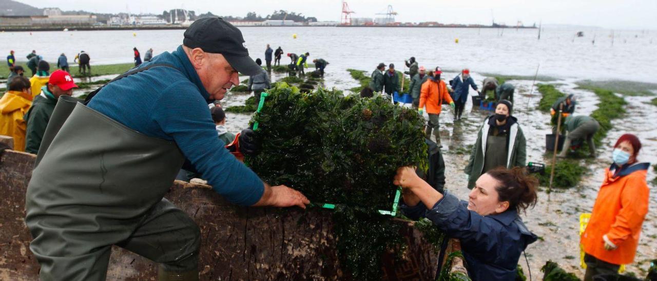 Las mariscadoras retiran las algas a mano. Cuando la cantidad es descomunal, como la semana pasada, les ayuda la pala del Concello.