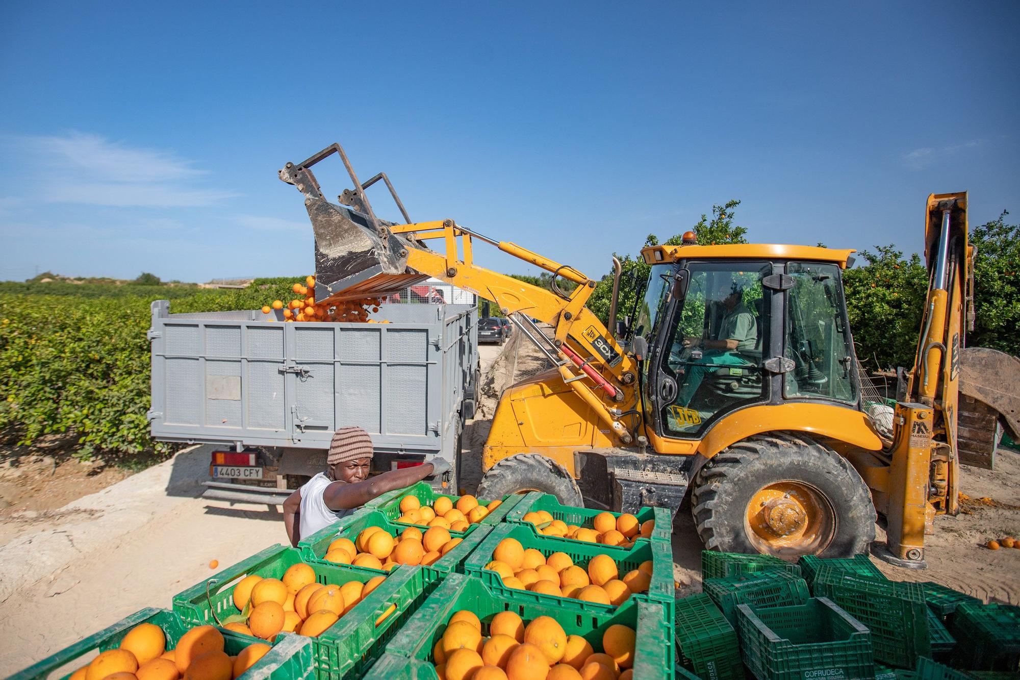 Cinco toneladas de naranjas sin salida se regalarán en la concentración contra el recorte del Tajo-Segura