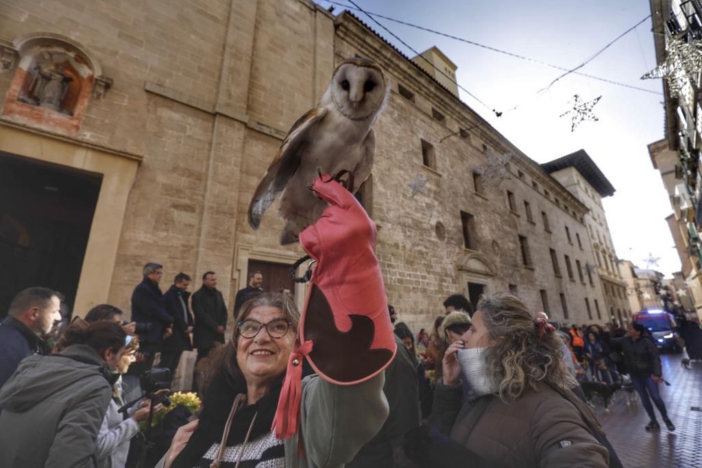 Perros, gatos y hasta un halcón y una lechuza en el regreso de las 'Beneïdes' a Palma