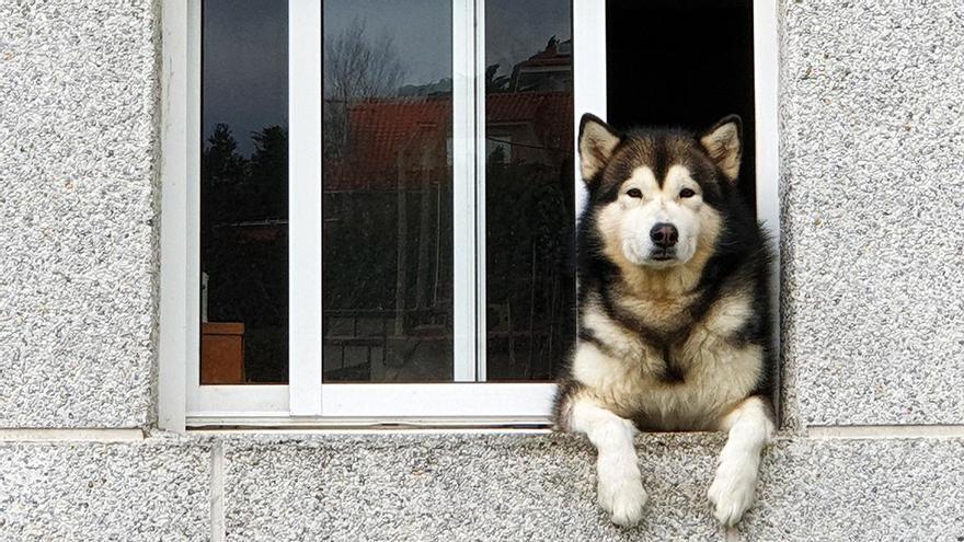 Un husky en una ventana del barrio vigués de Teis