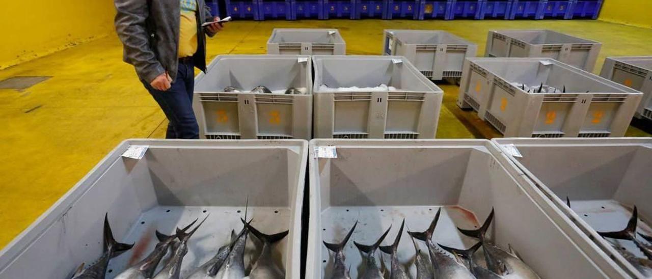 Un comprador de pescado ojea los bonitos listos para su venta en la rula de Avilés.