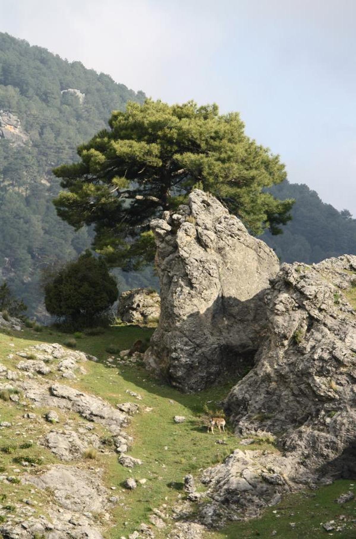 Parque natural de las Sierras de Cazorla, Segura y Las Villas