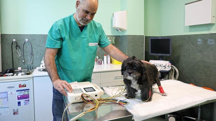 Ropa, diálisis, cardiografías y oncología para mascotas cada vez más humanizadas