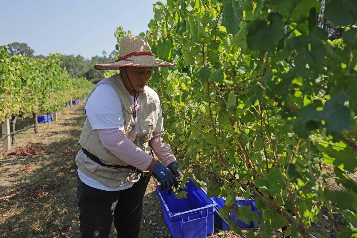 La vendimia iniciada esta mañana en Bodegas Santiago Ruiz (O Rosal). La vendimia iniciada esta mañana en Bodegas Santiago Ruiz (O Rosal).